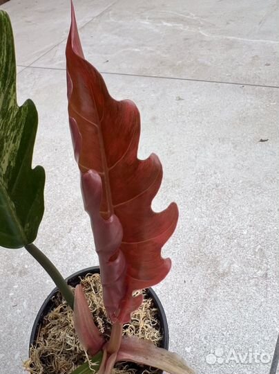 Филодендрон карамель марбл вар