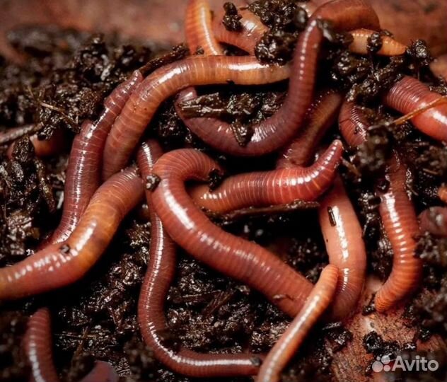 Черви для рыбалки