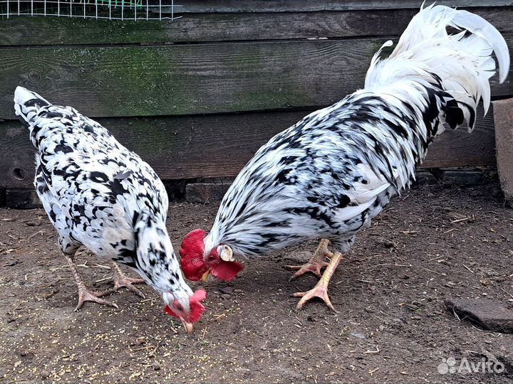 Инкубационное яйцо леггорн далматинец
