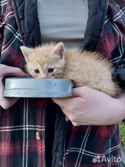 Кошка в дар бесплатно