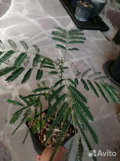 Альбиция, Ленкоранская акация