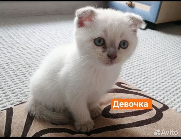 Шотландские котята 1 вислоухая, 2 прямоухих