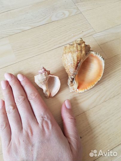 Ракушка морская набор
