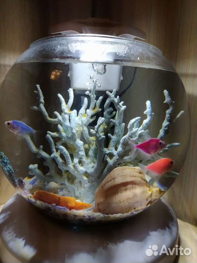 Аквариум