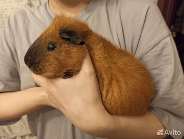 Морские свинки с просторной клеткой