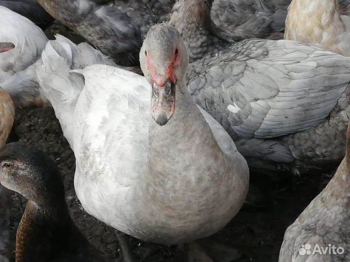 Мускусные утки