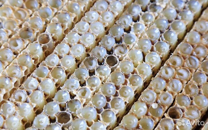 Маточное молоко