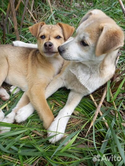 Брат и сестра 3 месяца