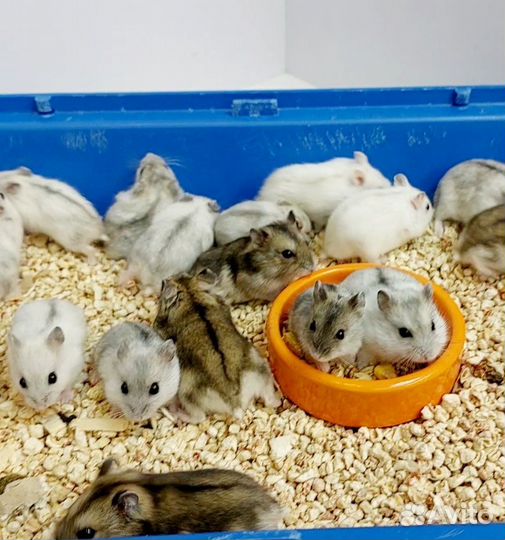 Джунгарские хомячки
