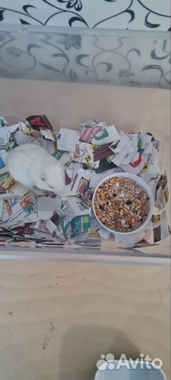 Отдам бесплатно декоративную крыса