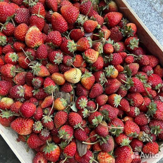 Клубника свежая