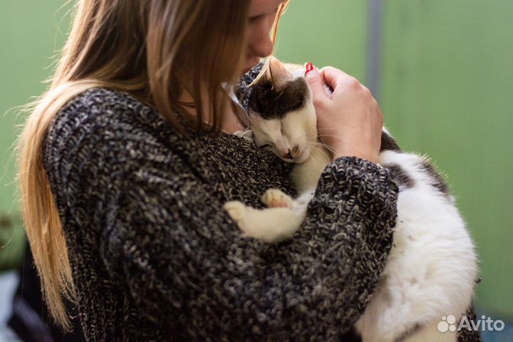 Котик Цент в добрые руки