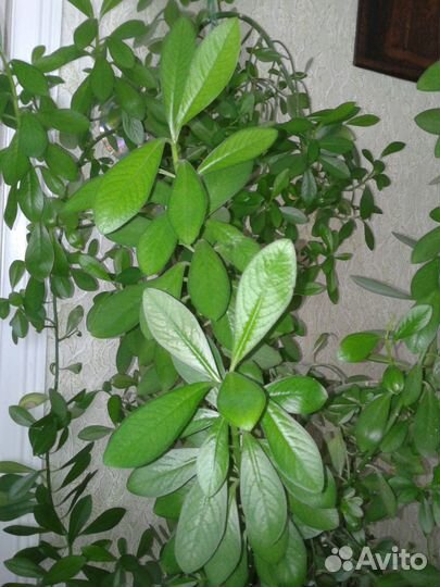 Синадениум, молочай, хойя