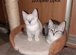 Кошка мама сибирская а папа мейн-кун