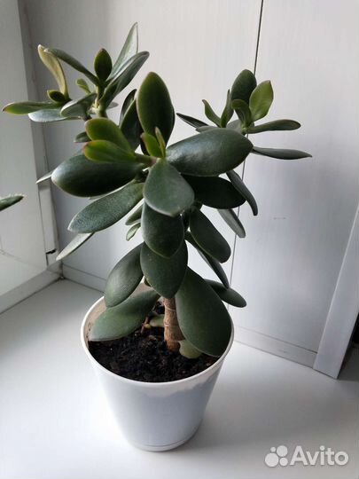 Крассула толстянка