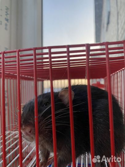 Крысы с клеткой