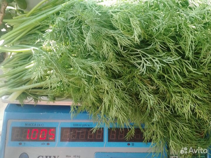 Огурцы с грядки, капуста, свекла, кабачки помидоры