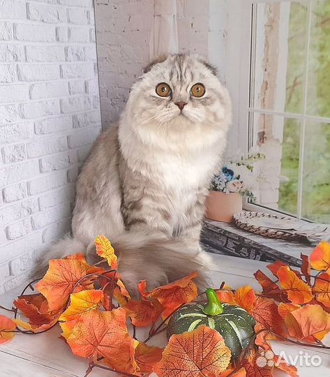 Шотландская вислоухая кошка