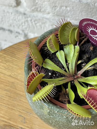 Дионея - венерина мухоловка