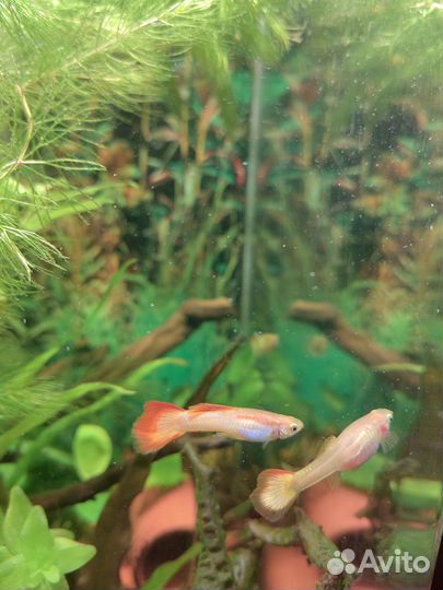 Гуппи Микариф сансет