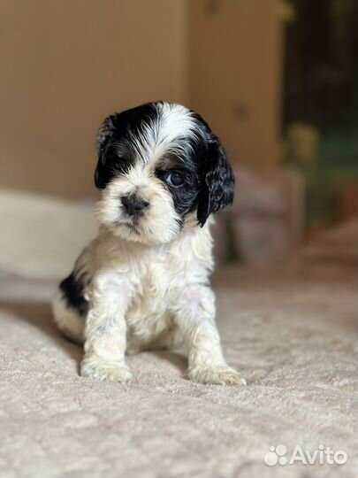 Щенки кокер спаниеля