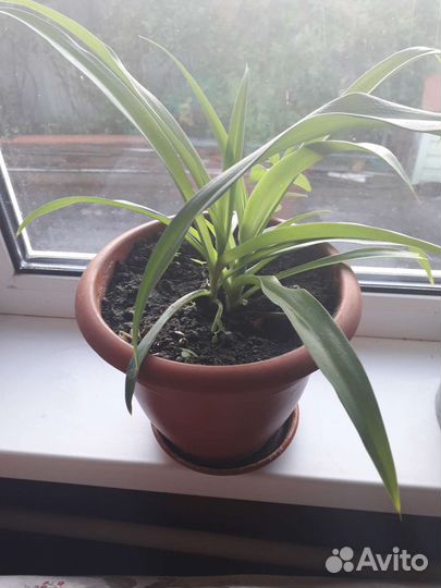 Хлорофитум