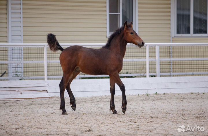 Жеребчики полу Фриз, Андалуз и мерин Орловец