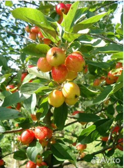 Китайская яблоня райская