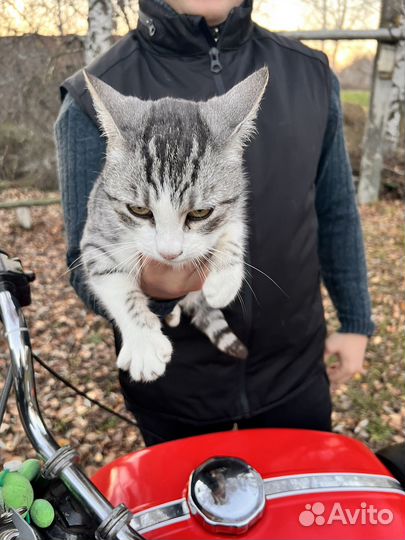 Кошка в дар