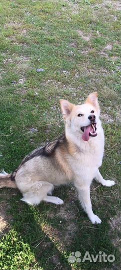 Щенки сибирской хаски