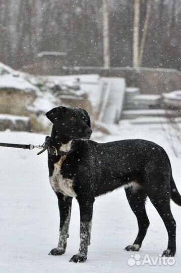 Собака в добрые руки Приют «Лесопилка»