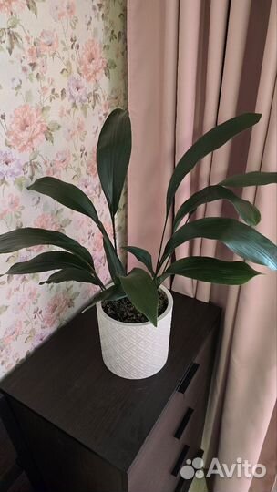 Аспидистра