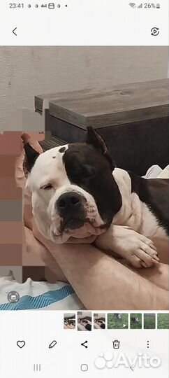 Стаффордширского терьер для вязки