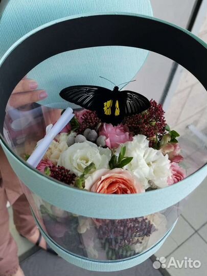 Живые бабочки