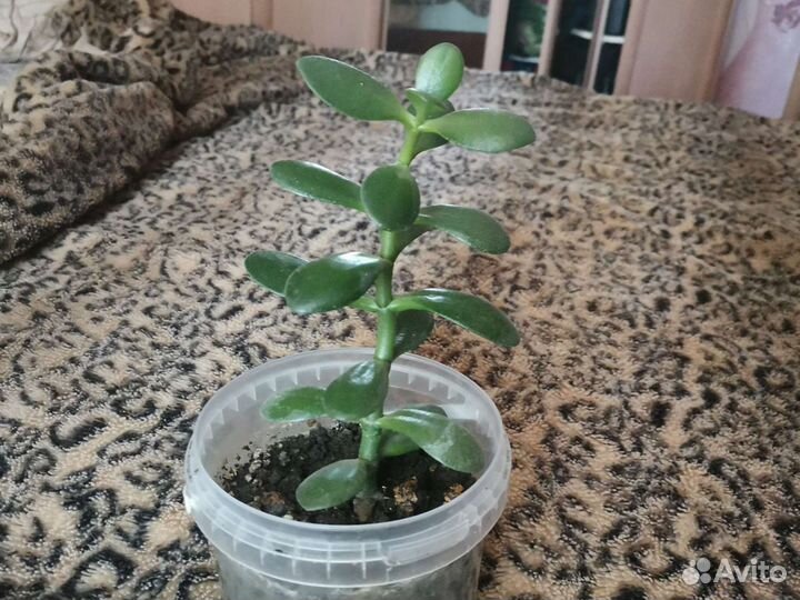 Толстянка (денежное дерево)