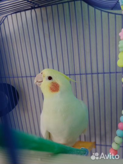 Зооняня/передержка