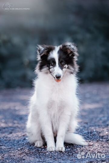 Шелти щенок