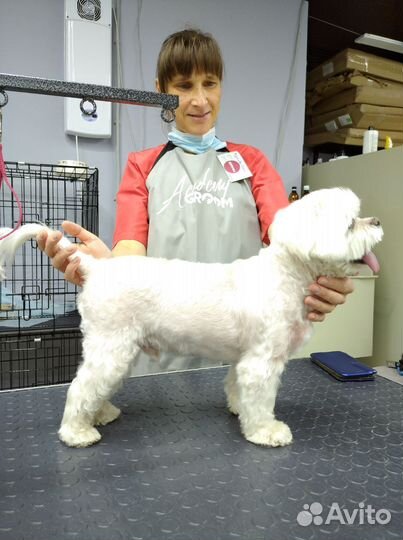 Вычёсывание домашних животных и выгул собак