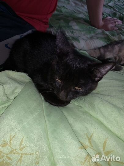Британский котенок