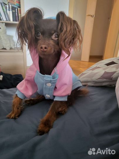 Толстовка для собак и кошек. 2 штуки