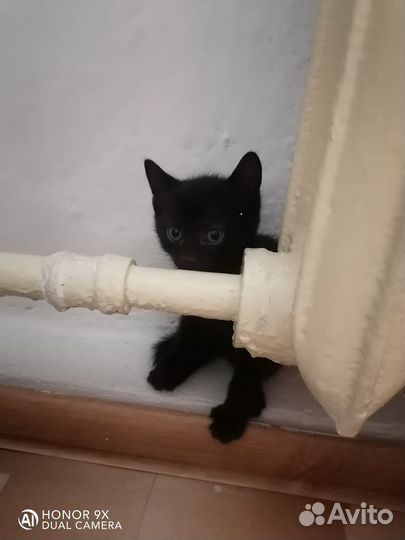 Котята в добрые руки даром