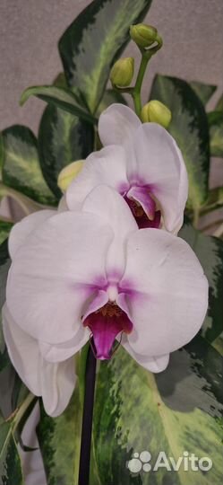 Орхидея Фаленопсис А-ля Моушен