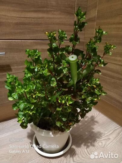 Альтернатера