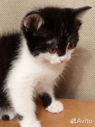 Отдам котят в добрые руки)