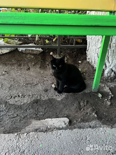 Коты ищут дом