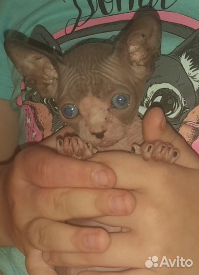 Канадский сфинкс котенок