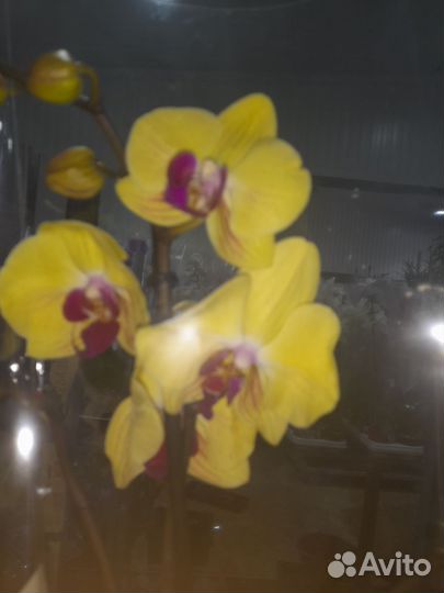 Орхидеи фаленопсис желтые