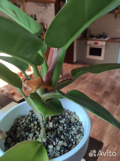 Филодендрон империал грин