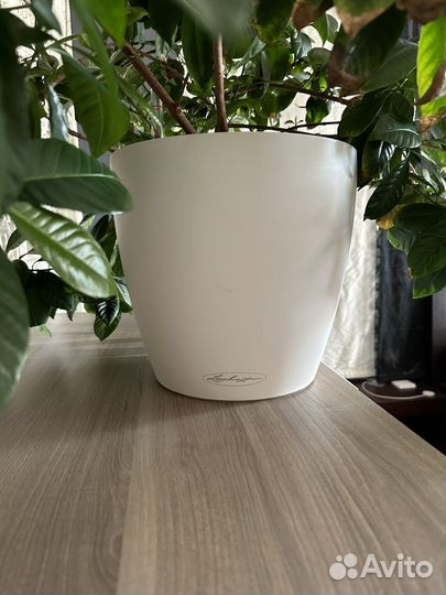 Гардения жасминовидная в кашпо с автополивом