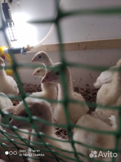 Индюшата биг двух недельные